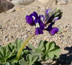 Lupinus odoratus