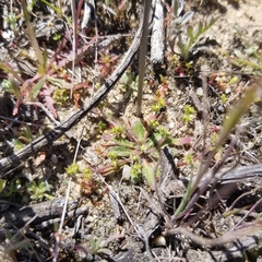 Chorizanthe procumbens