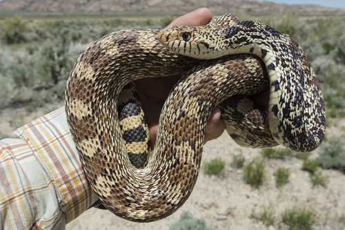 Bullsnake photographed in Wyoming