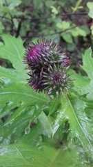 Cirsium alsophilum