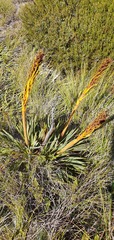 Aciphylla ferox