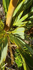 Aciphylla ferox