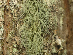 Usnea mutabilis