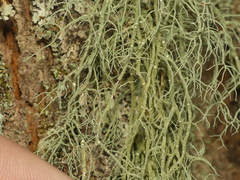 Usnea mutabilis