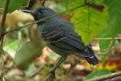 Hypocnemoides melanopogon