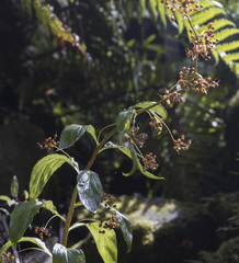 Lysimachia sertulata
