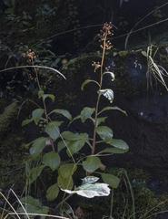 Lysimachia sertulata
