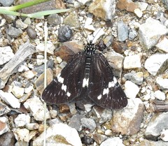 Platagarista macleayi