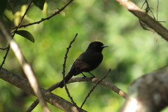 Knipolegus poecilocercus