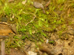 Pleuridium subulatum