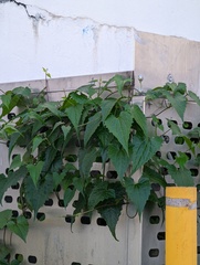Mikania micrantha