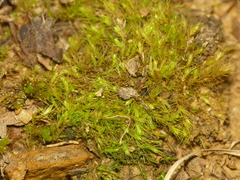 Pleuridium subulatum