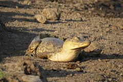 Caiman crocodilus crocodilus