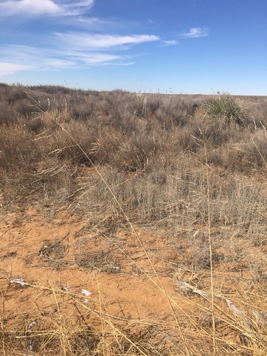 Giant Sandreed (Sporobolus arenicola)