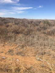 Sporobolus arenicola