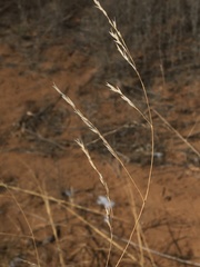 Sporobolus arenicola