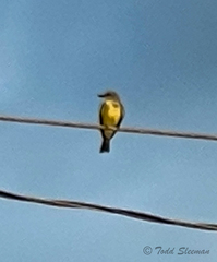 Myiozetetes granadensis