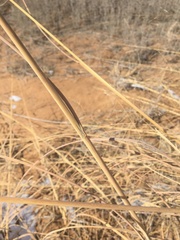 Sporobolus arenicola