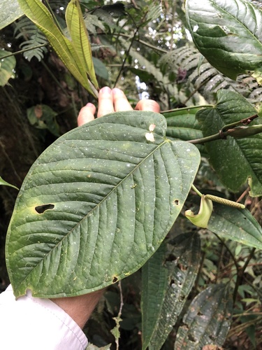 Anthurium myosuroides