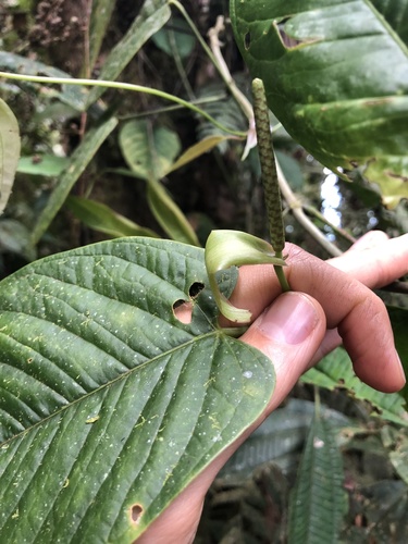 Anthurium myosuroides, photograph 1