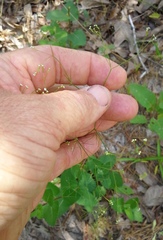 Spermolepis diffusa