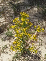 Solidago nitida