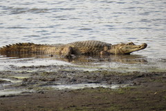 Caiman crocodilus crocodilus