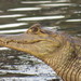 Caiman crocodilus crocodilus - Photo (c) gabo_utria, some rights reserved (CC BY-NC), uploaded by gabo_utria