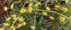 Drosera eremaea