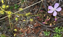 Drosera eremaea