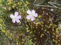 Drosera eremaea