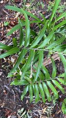 Asplenium oblongifolium