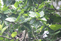 Ficus scabra