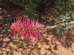Grevillea paradoxa