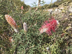 Grevillea paradoxa