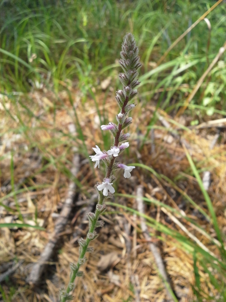 Carolina vervain
