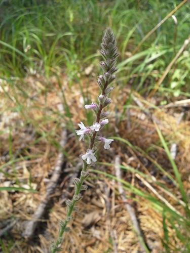 Verbena carnea Medik.