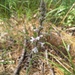 Verbena carnea - Photo (c) Eric Keith, algunos derechos reservados (CC BY-NC)