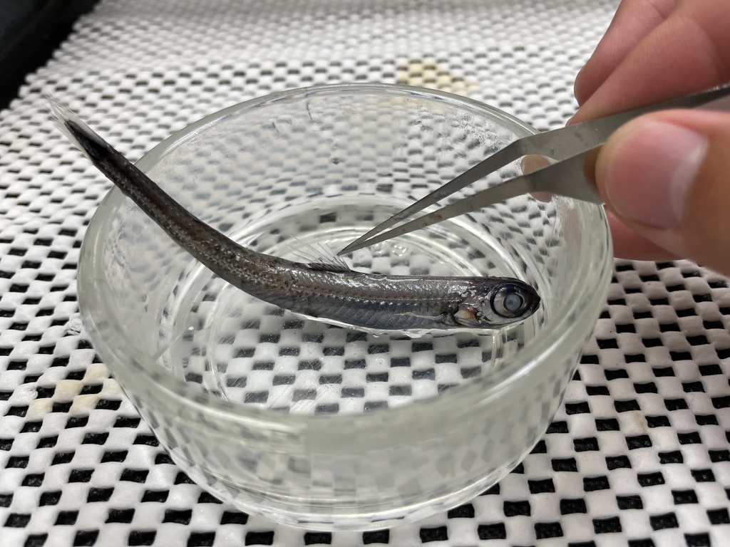 Longtail Pencilsmelt