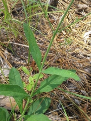 Verbena carnea