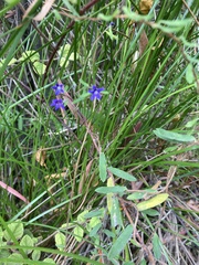 Billardiera variifolia