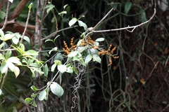 Phoradendron piperoides