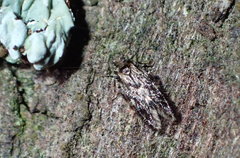 Echmepteryx