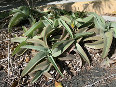Kalanchoe gastonis-bonnieri