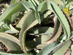 Kalanchoe gastonis-bonnieri
