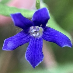 Billardiera variifolia