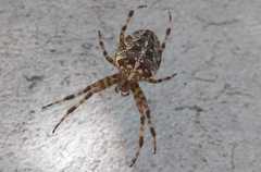 Araneus diadematus