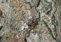 Echmepteryx