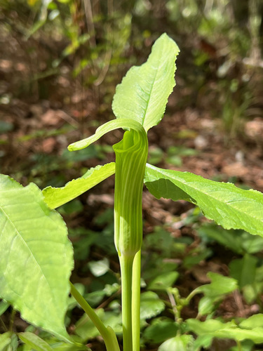 Arisaema triphyllum image
