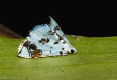 Neurophyseta